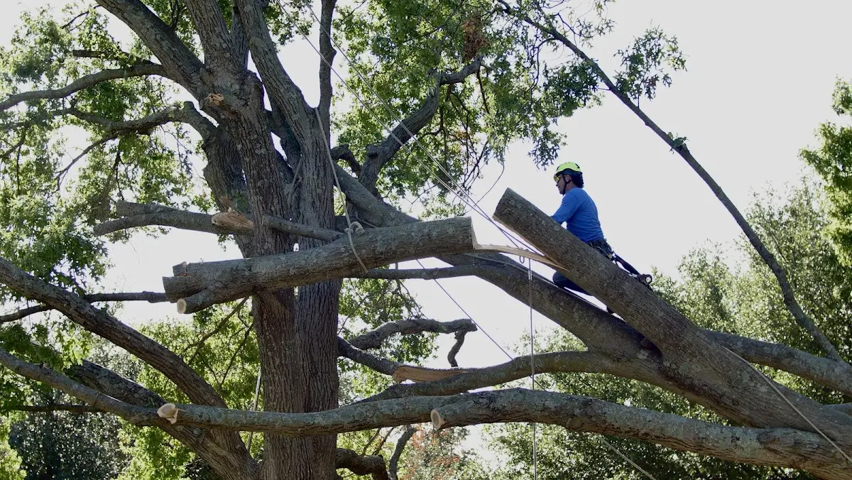 Professional Hazardous Tree Removal performed by certified arborists in Millburn