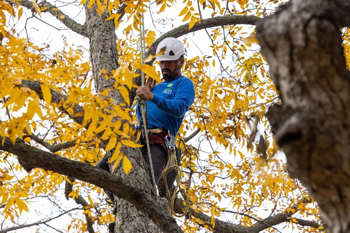 Skilled Tree Transplanting crew working in Millburn